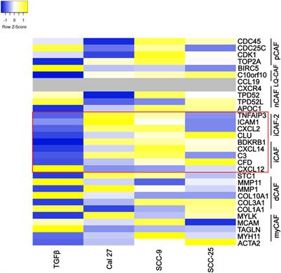 Extracellular vesicles promote activation of pro-inflammatory cancer-associated fibroblasts in oral cancer